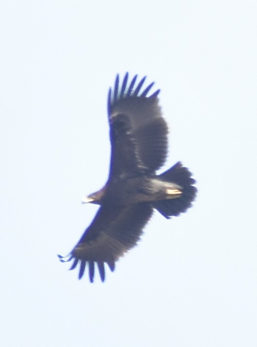Greater Spotted Eagle - ML614204733