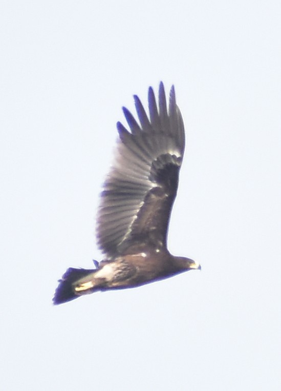 Greater Spotted Eagle - ML614204734