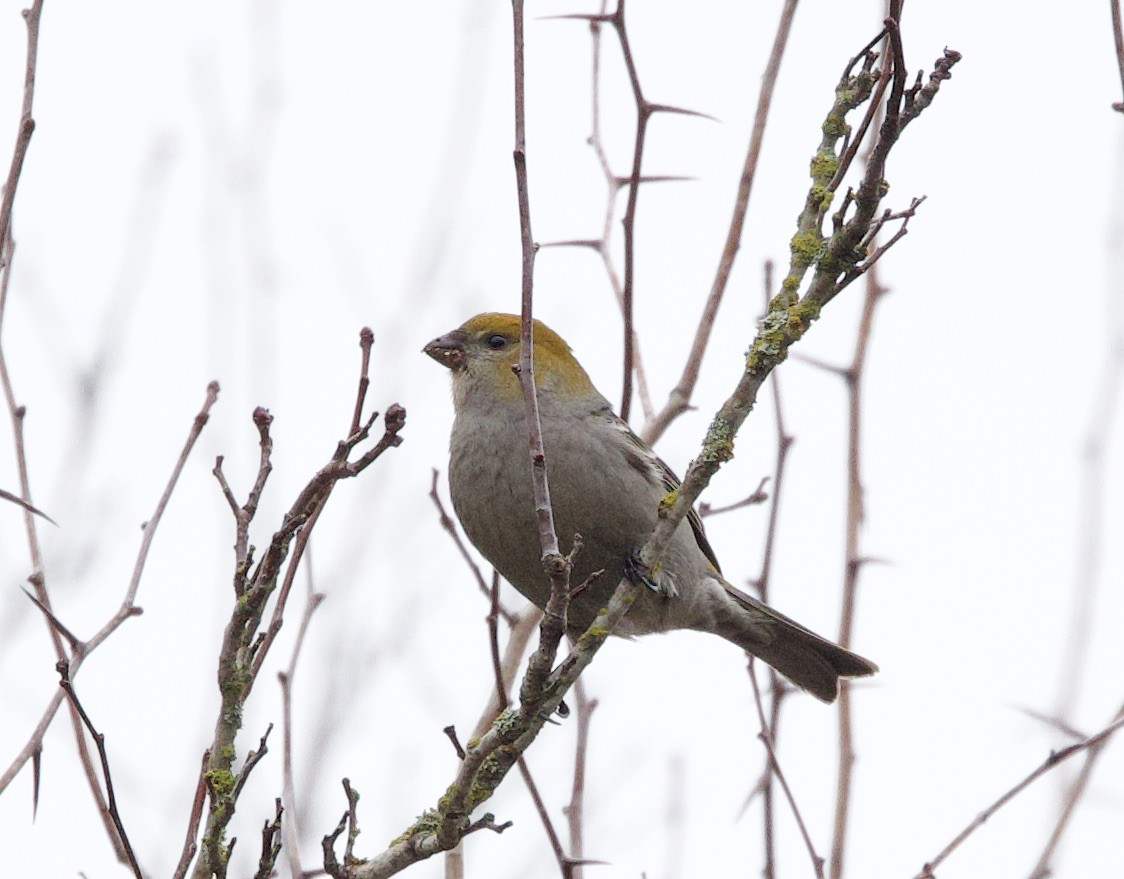 Pine Grosbeak - ML614204893