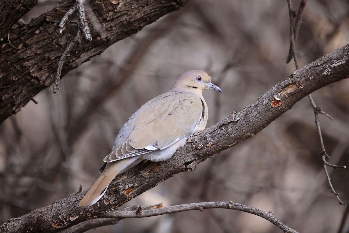 White-winged Dove - Thomas Kleespies