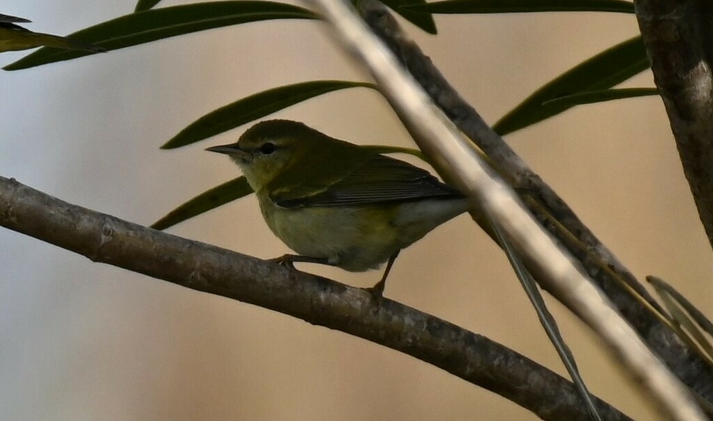 Tennessee Warbler - ML614204952