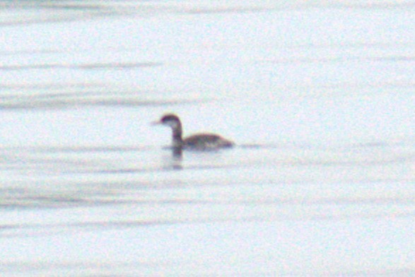Red-necked Grebe - ML614205080