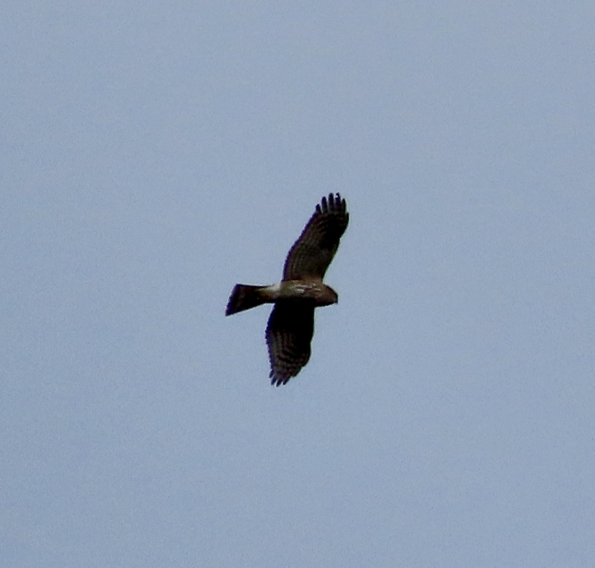 Sharp-shinned Hawk - ML614205228