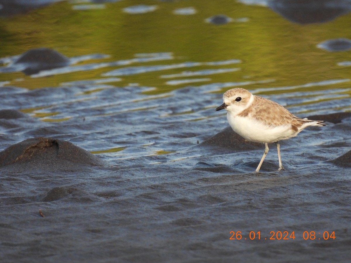 Snowy Plover - ML614205343