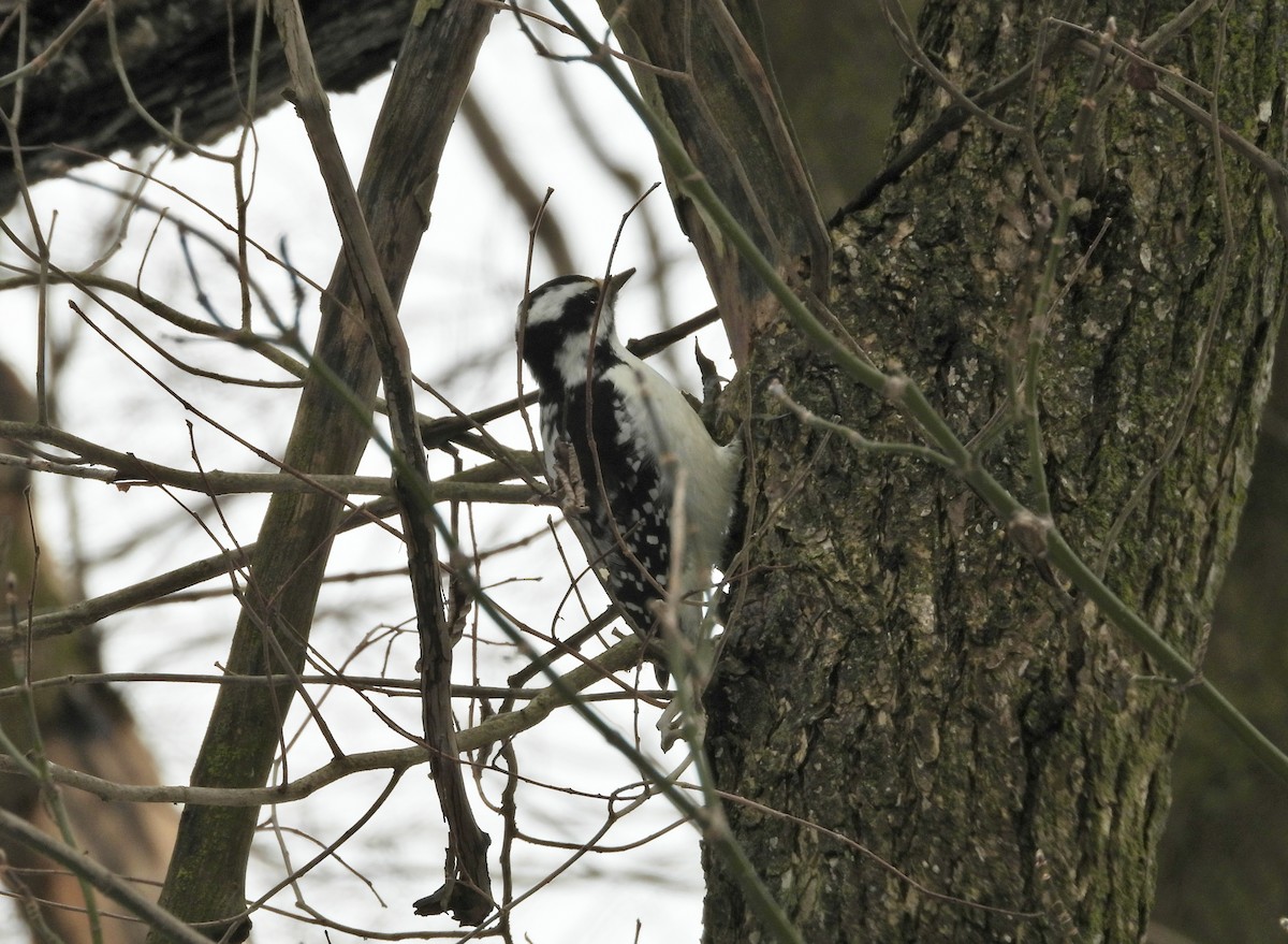 Downy Woodpecker - Nathan Wise