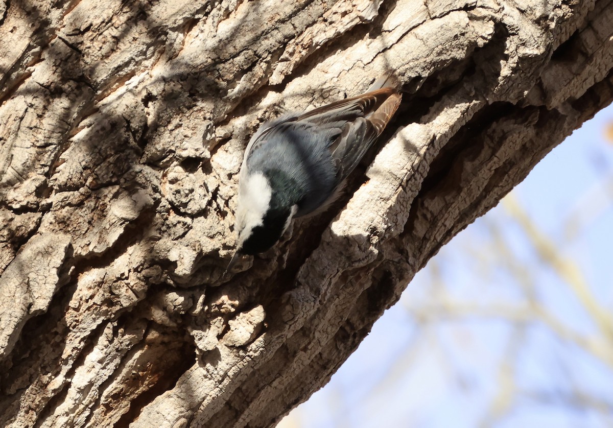 White-breasted Nuthatch - ML614205428