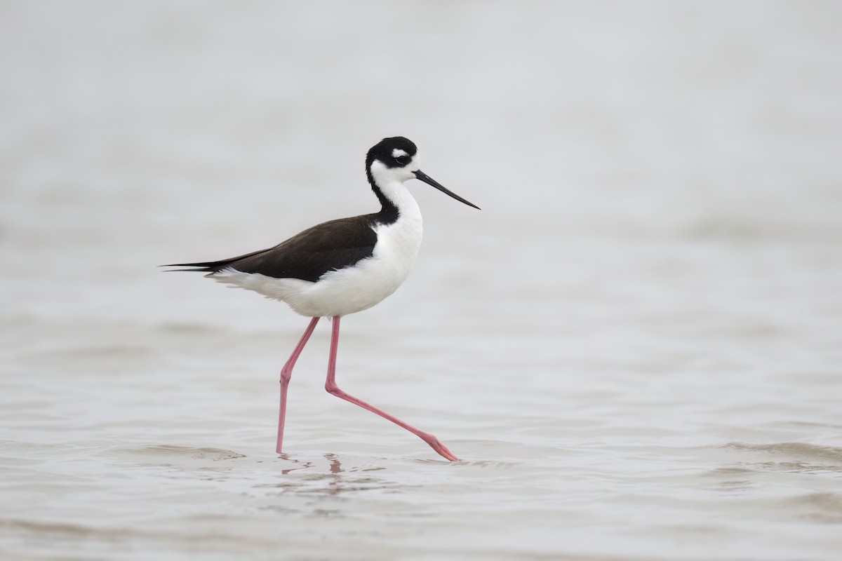Black-necked Stilt - ML614205464