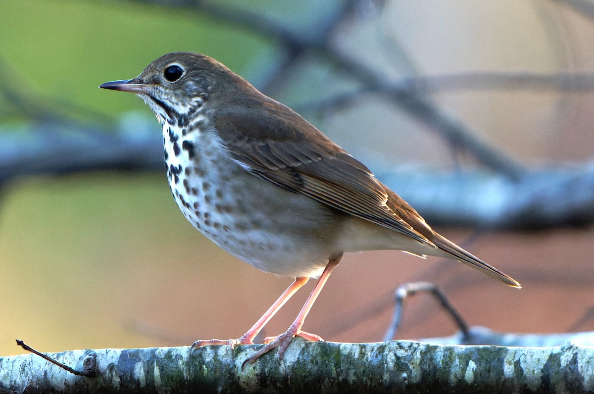 Hermit Thrush - ML614205471