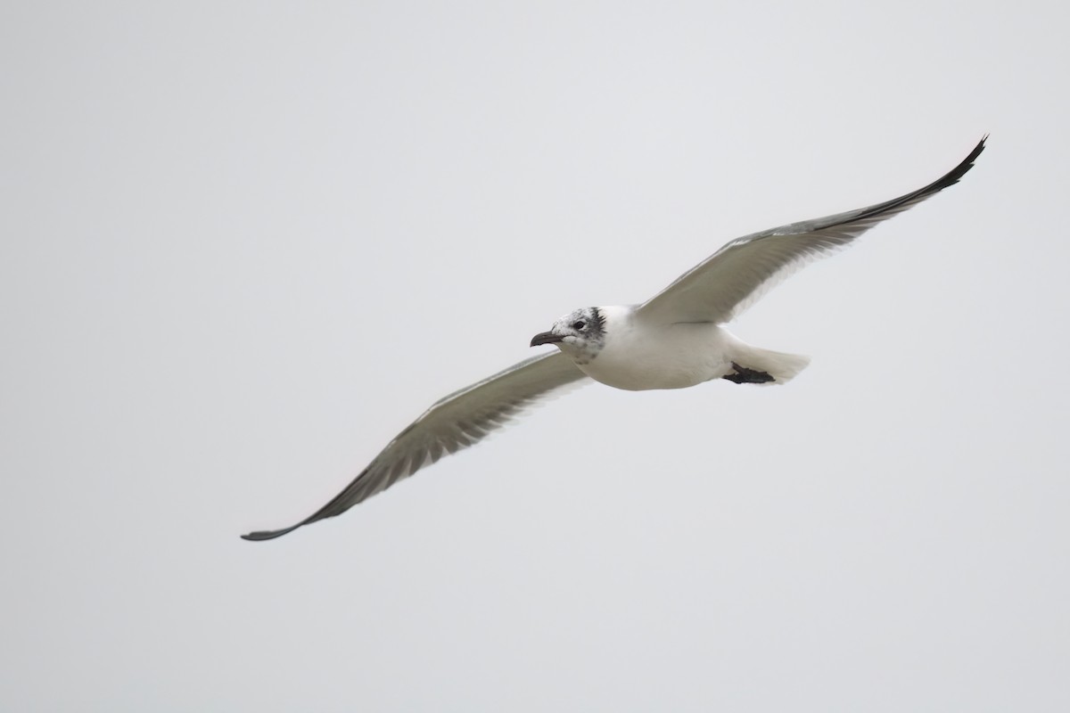 Laughing Gull - ML614205482