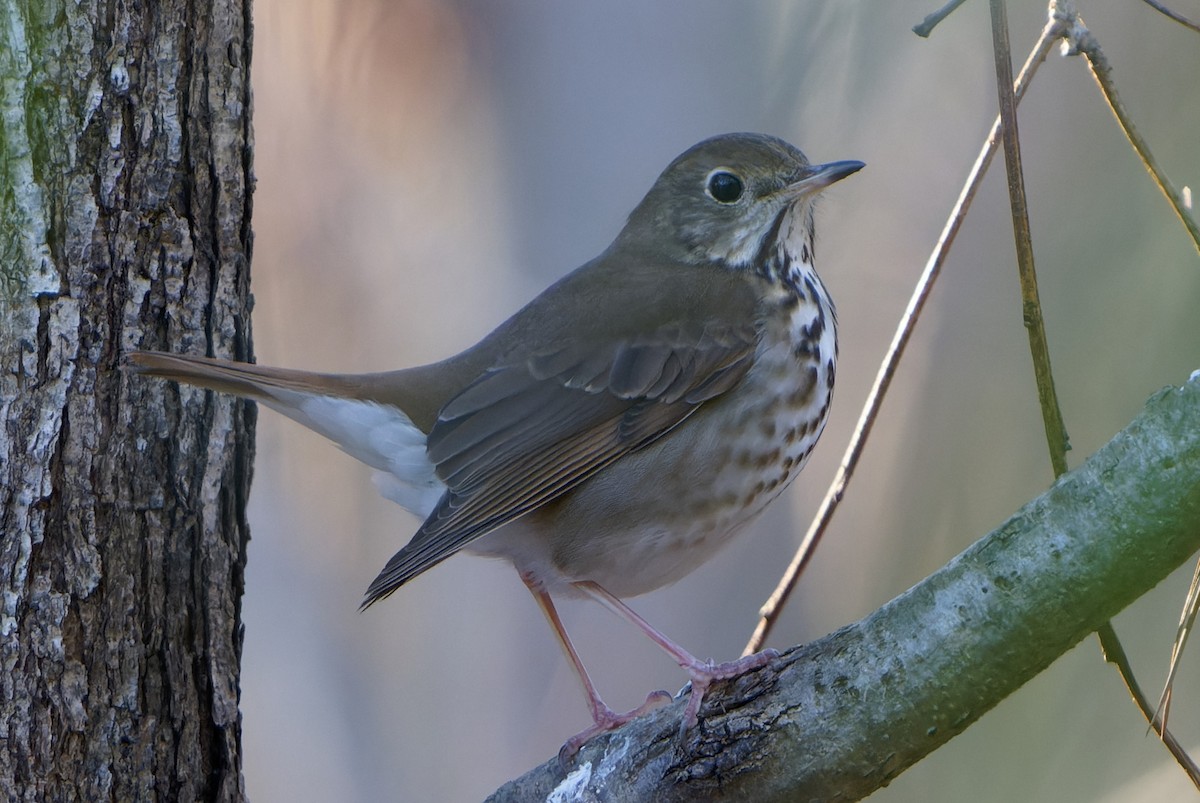 Hermit Thrush - ML614205483