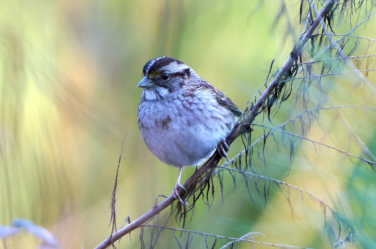 White-throated Sparrow - ML614205500