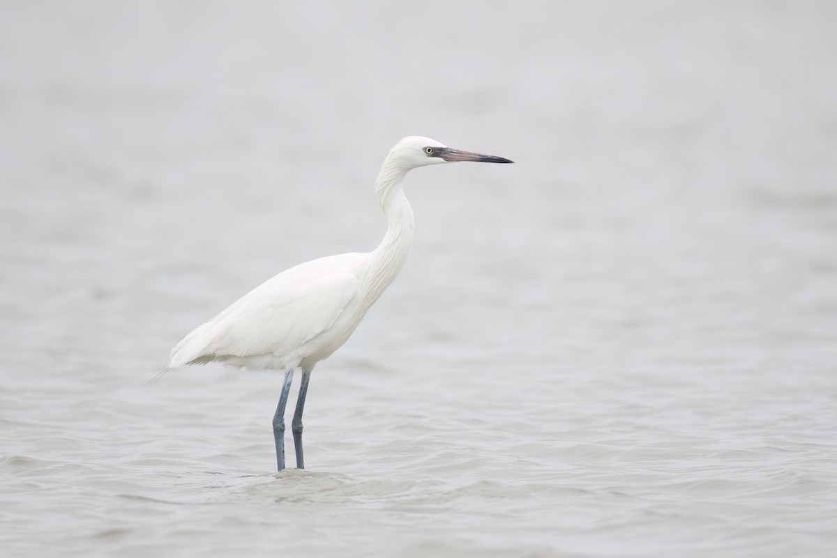 Reddish Egret - ML614205501