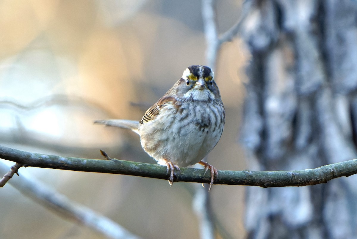 White-throated Sparrow - ML614205508