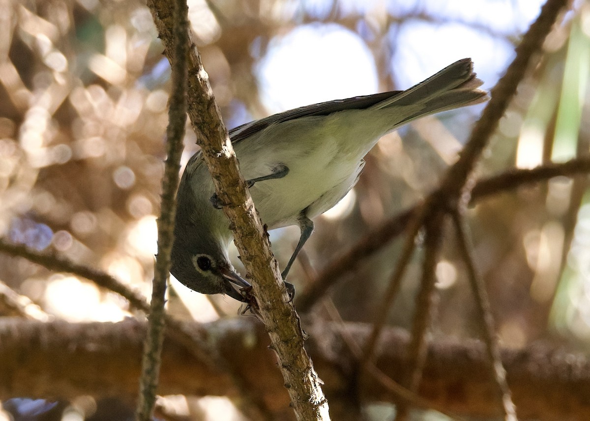 Vireo Plomizo - ML614205526