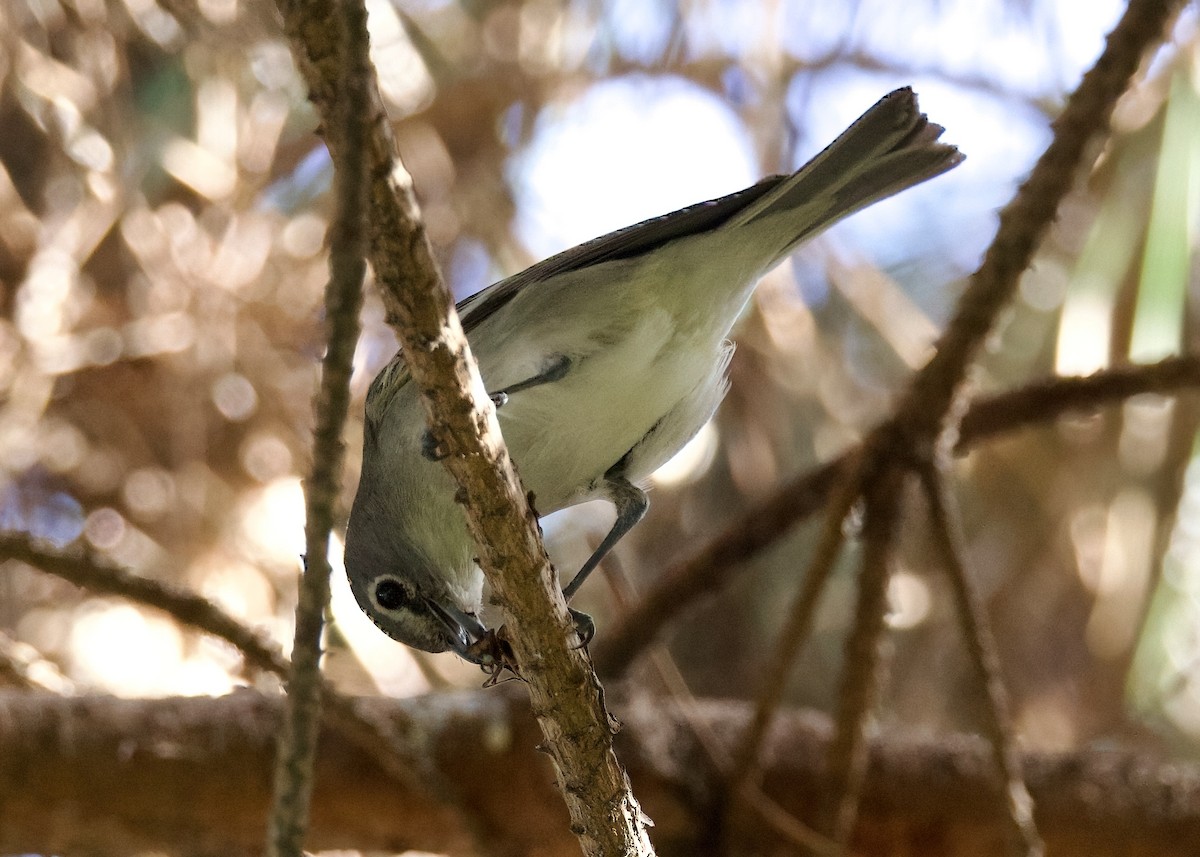 Vireo Plomizo - ML614205527