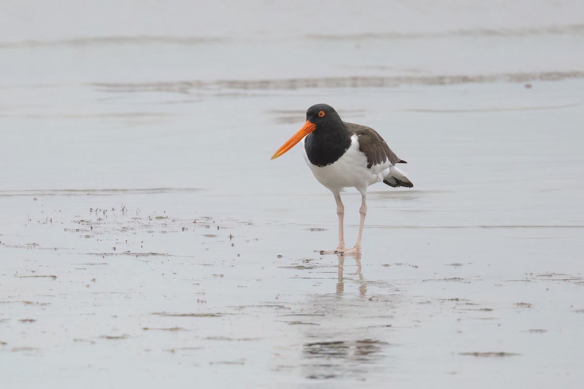 American Oystercatcher - ML614205547