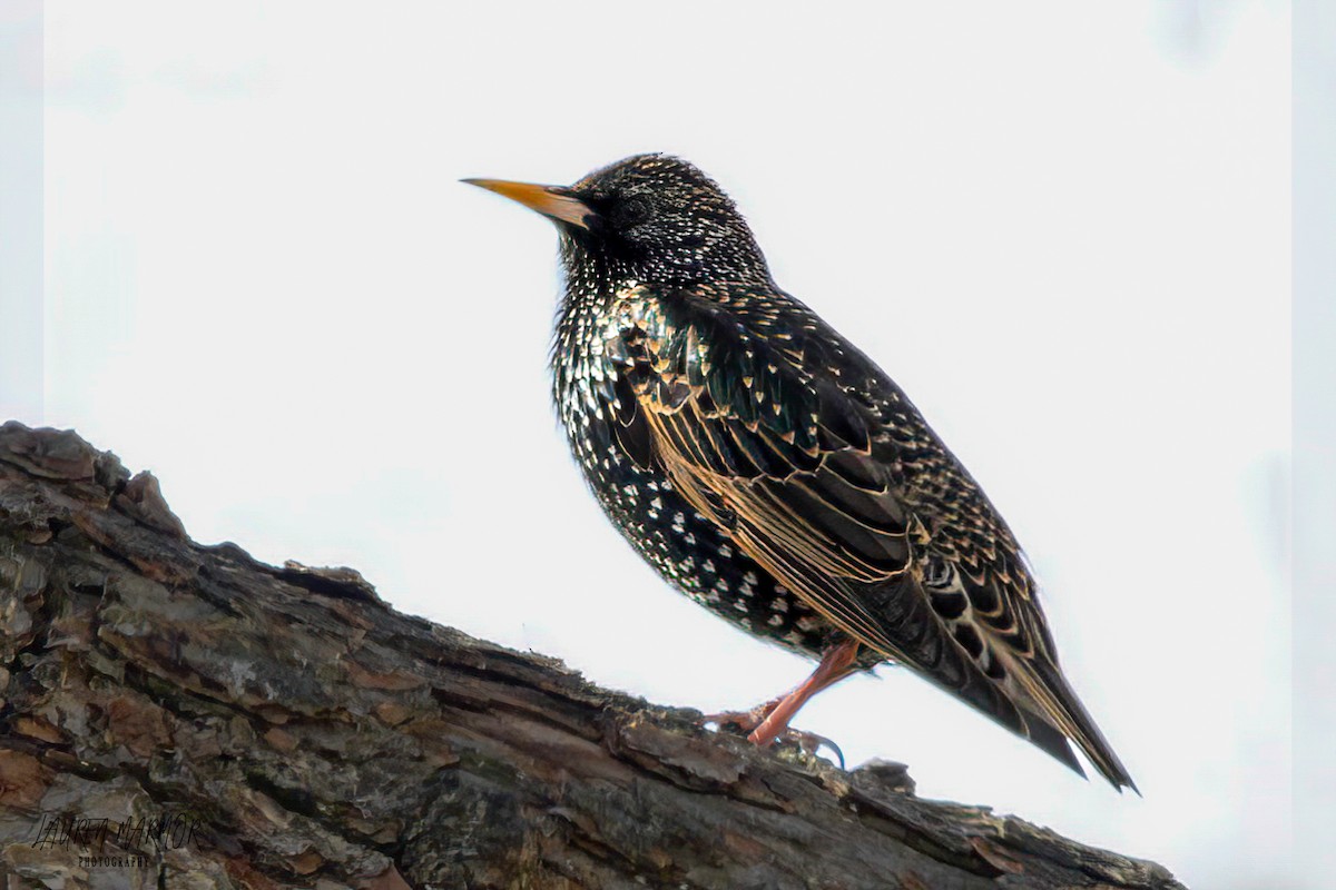 European Starling - ML614205561