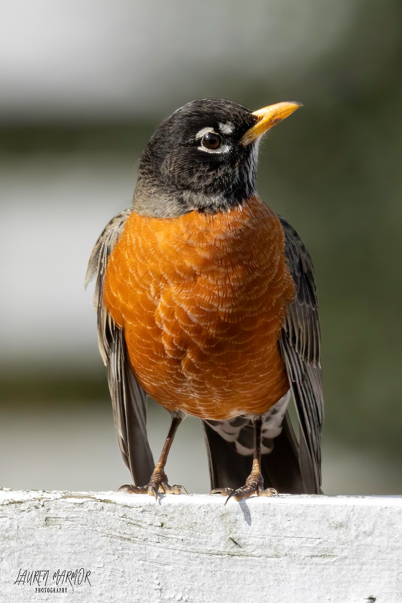 American Robin - ML614205573