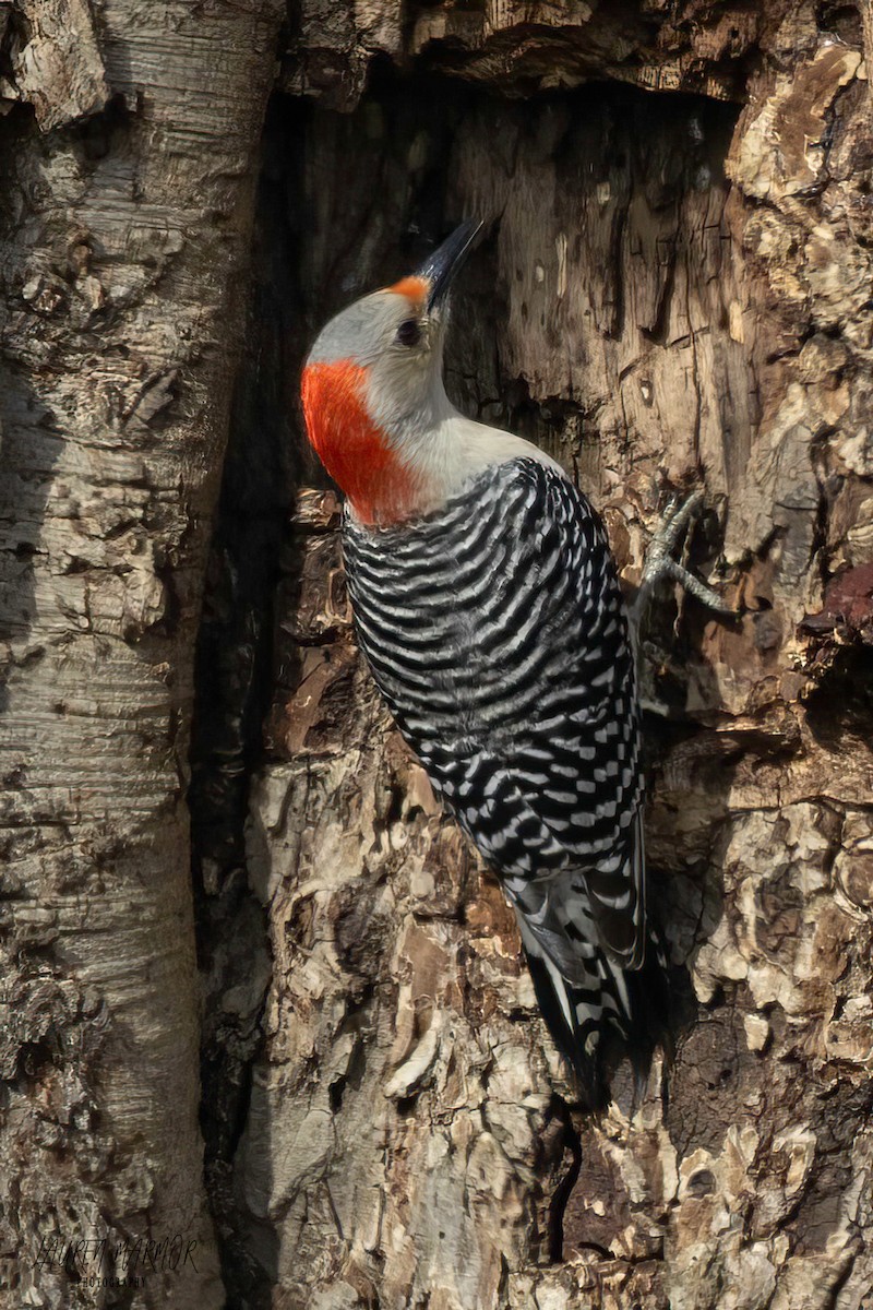 Red-bellied Woodpecker - ML614205587