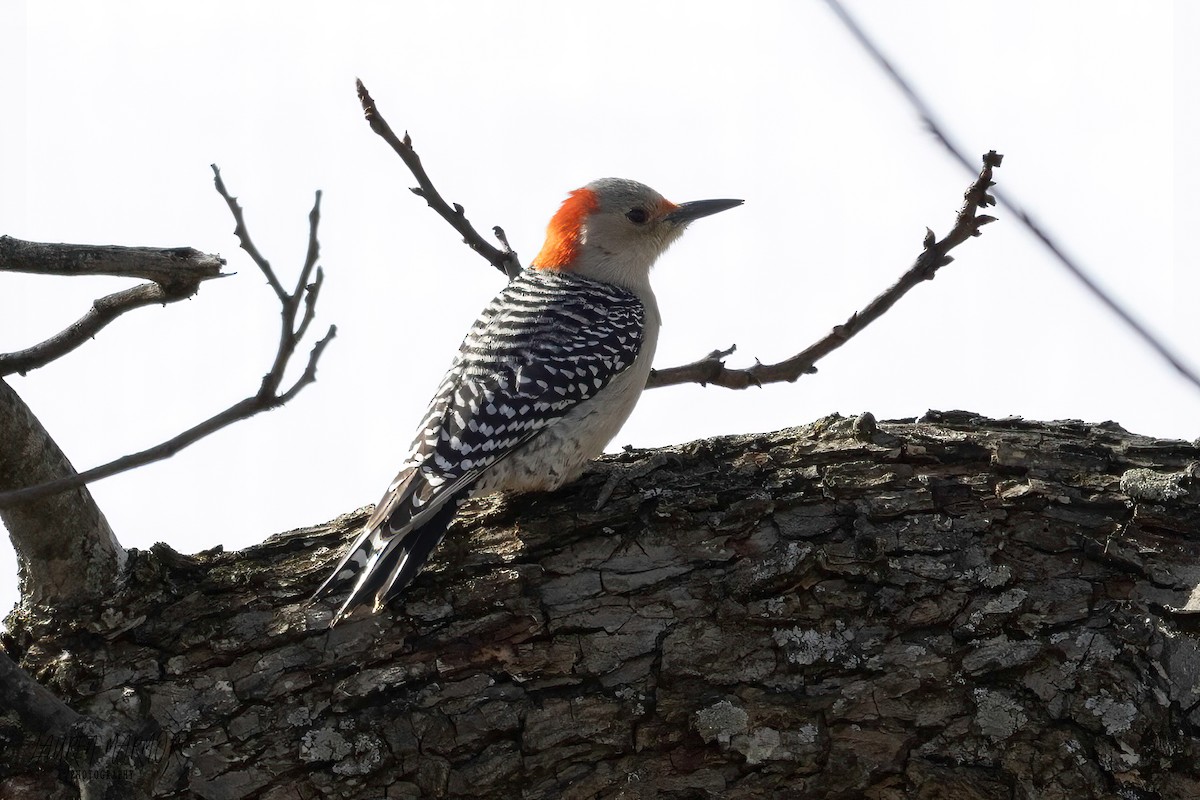 Red-bellied Woodpecker - ML614205589