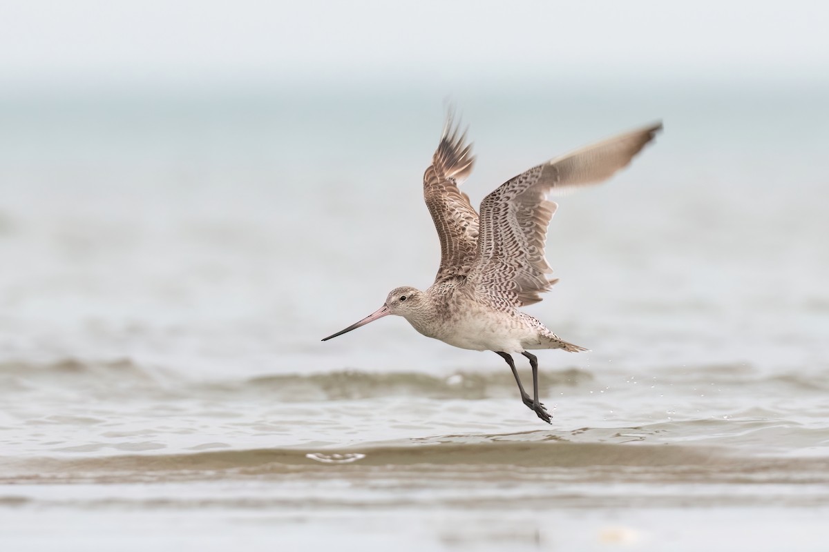 Bar-tailed Godwit - ML614205599