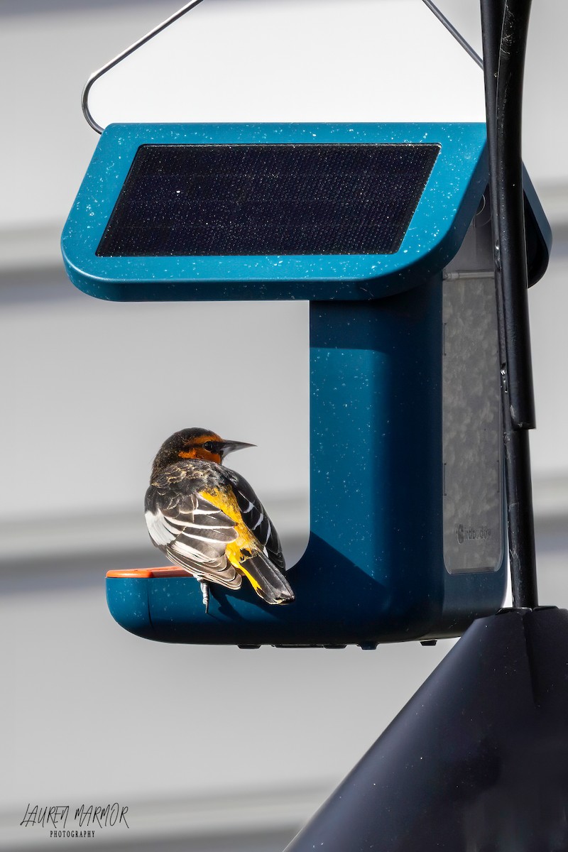 Bullock's Oriole - ML614205600