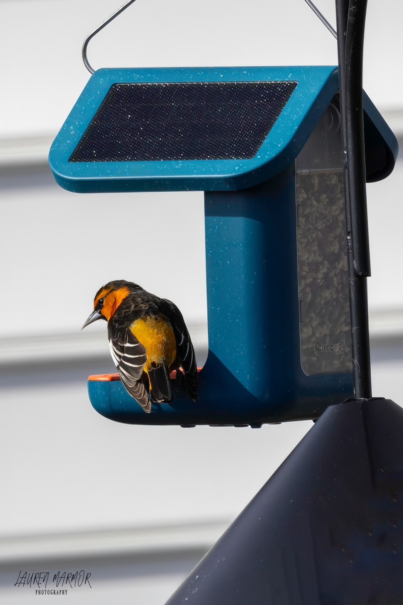 Bullock's Oriole - ML614205613