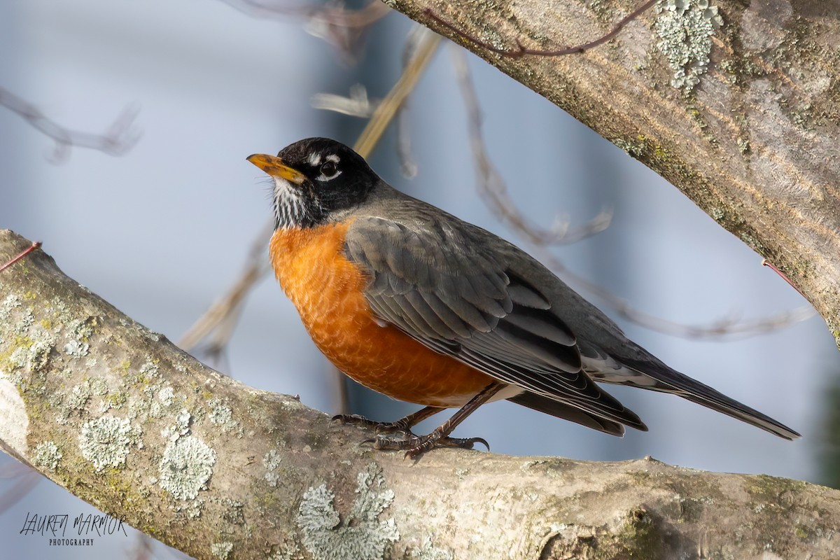 American Robin - ML614205622