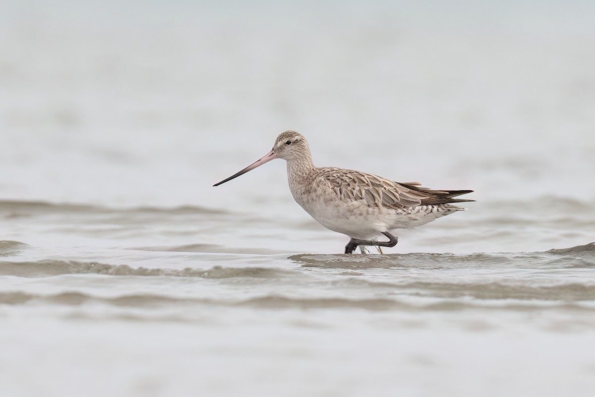 Bar-tailed Godwit - ML614205623