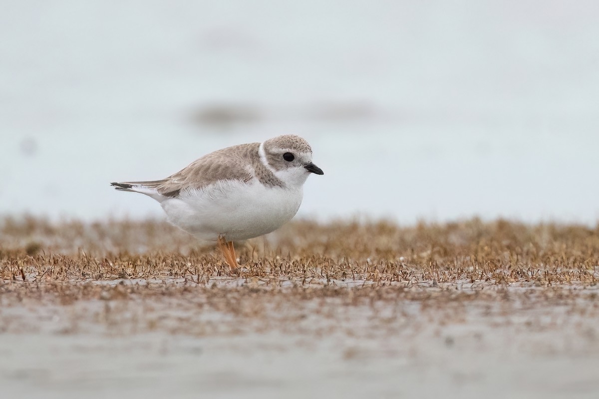 Piping Plover - ML614205635