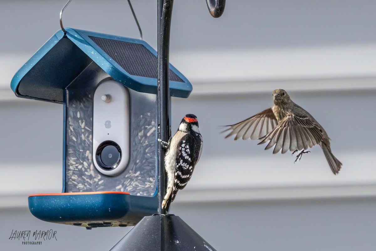Downy Woodpecker - ML614205654