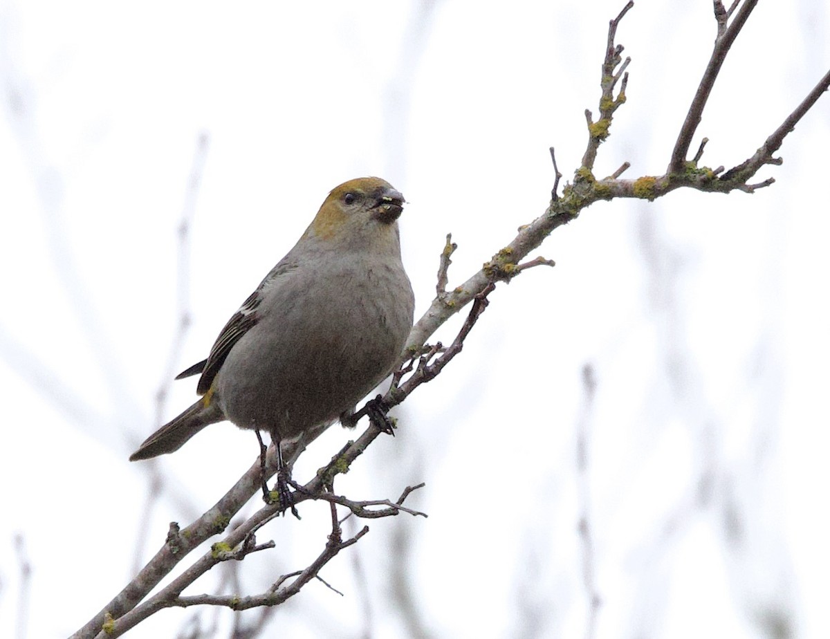 Pine Grosbeak - ML614205959