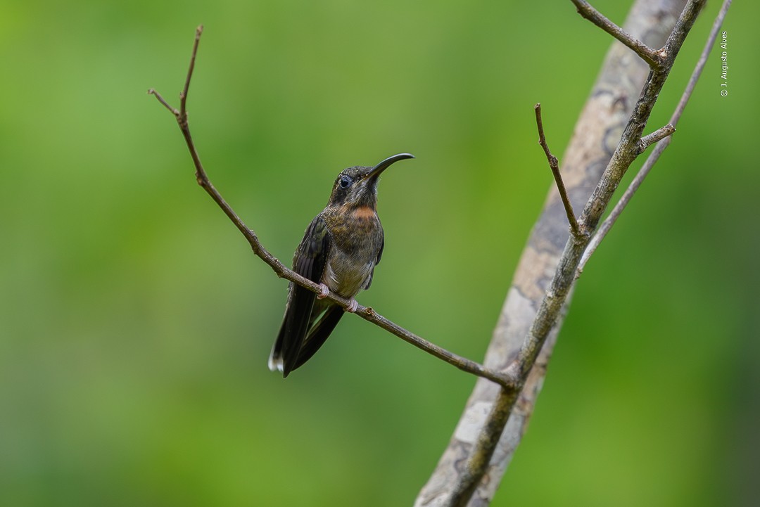 Rußschattenkolibri - ML614205973