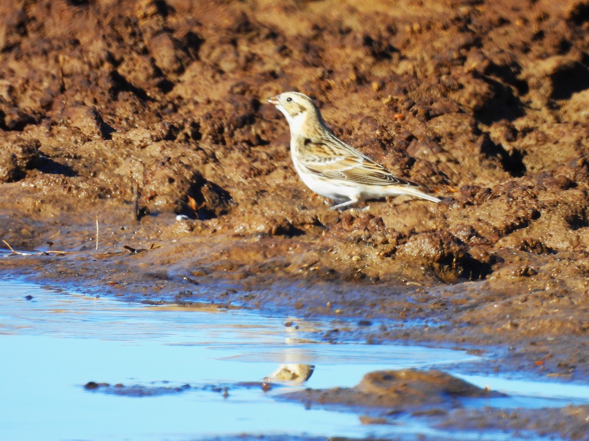 Lapland Longspur - ML614205995