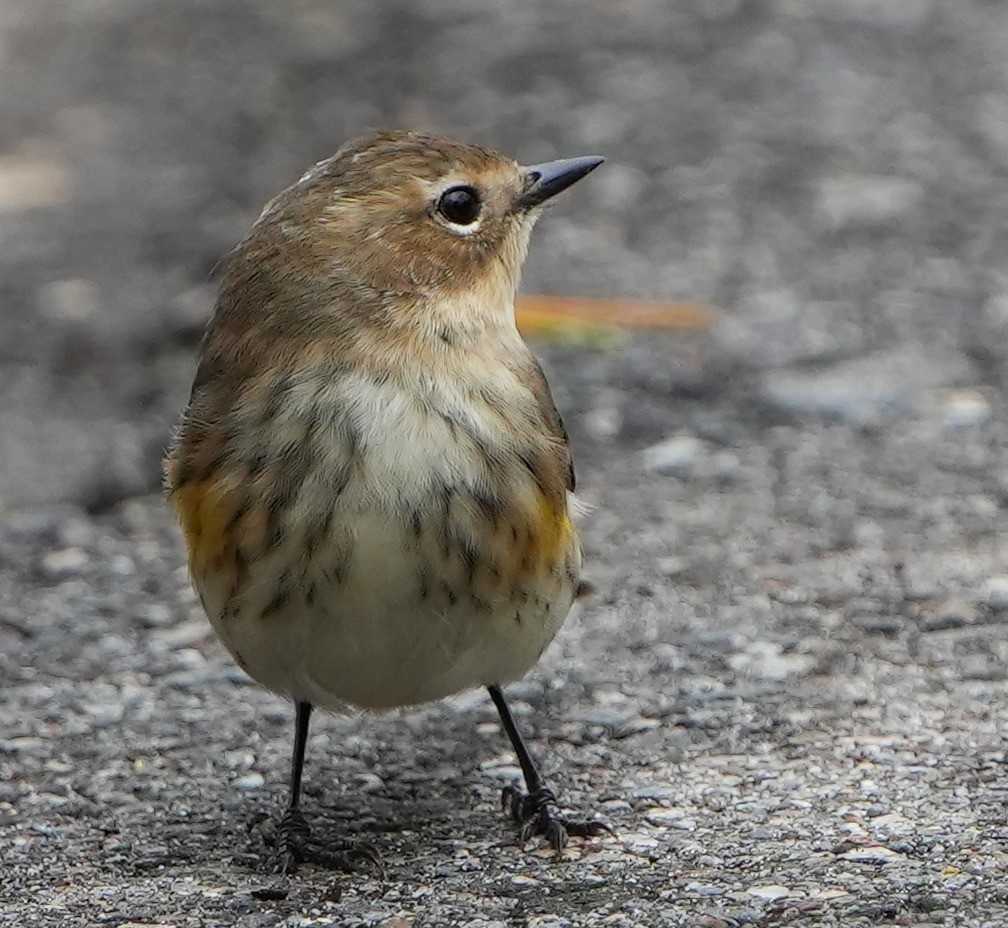 Yellow-rumped Warbler - ML614206262