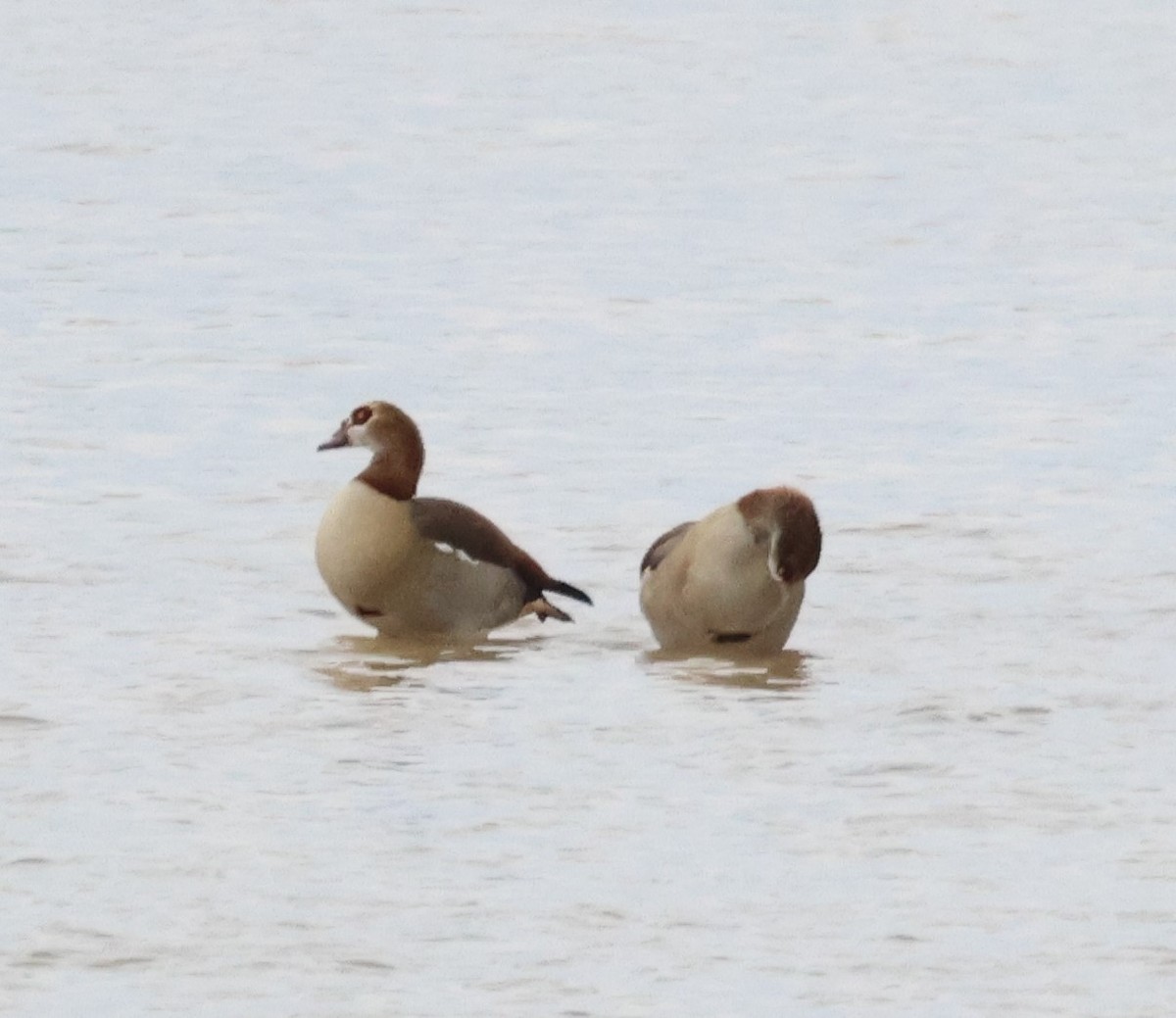 Egyptian Goose - ML614206281