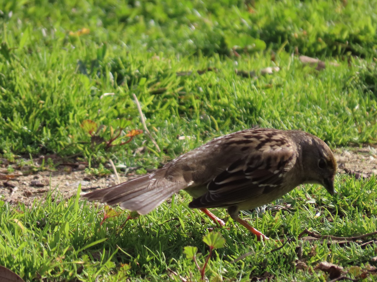 Golden-crowned Sparrow - ML614206289