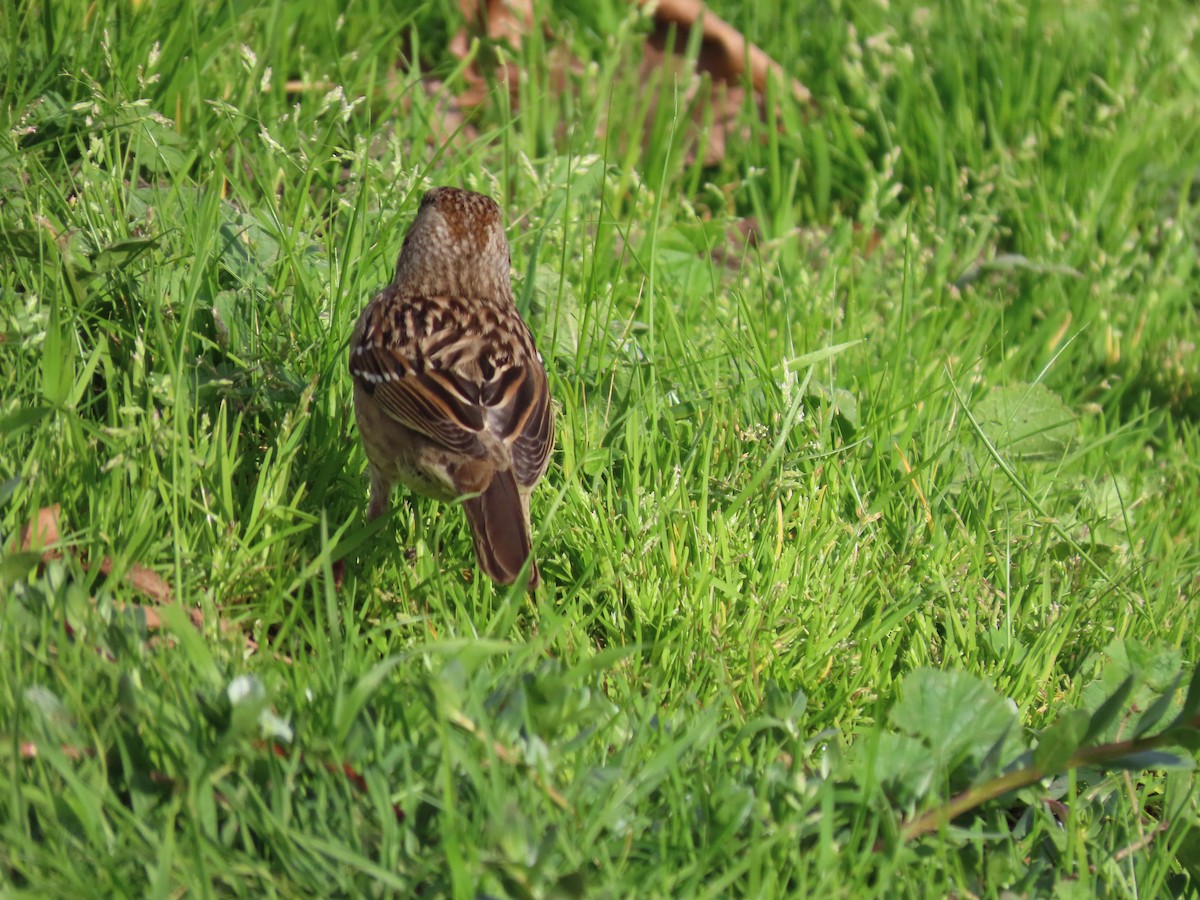 Golden-crowned Sparrow - ML614206290