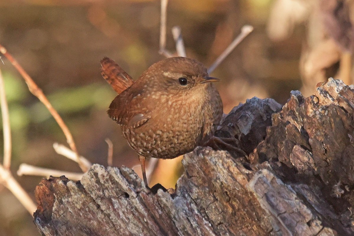 Winter Wren - ML614206320