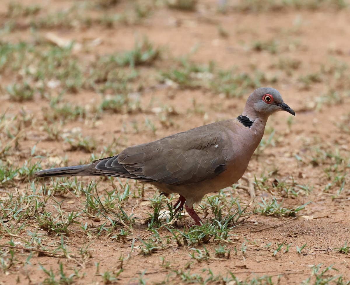 Mourning Collared-Dove - Ken McKenna