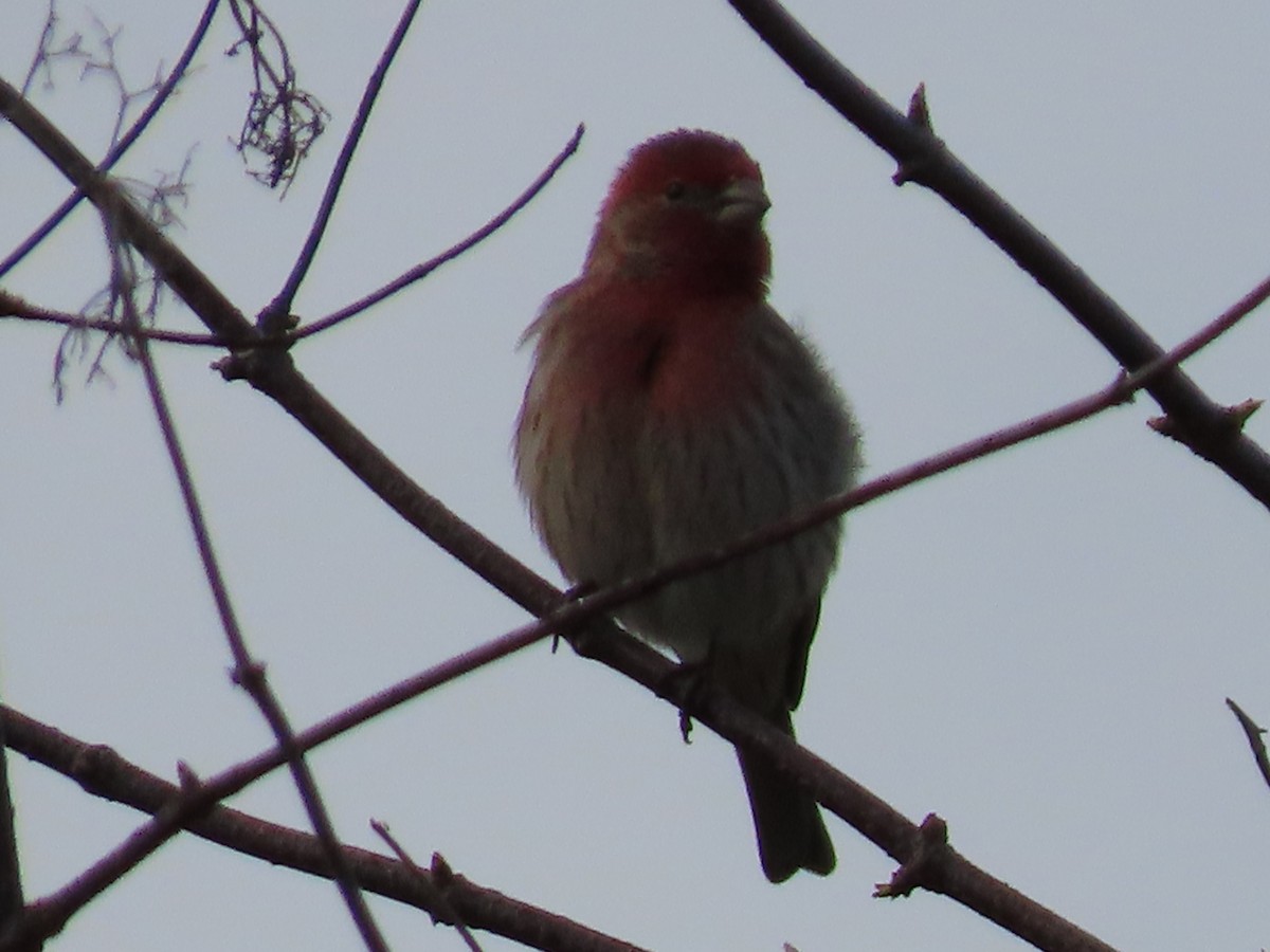 House Finch - ML614206353