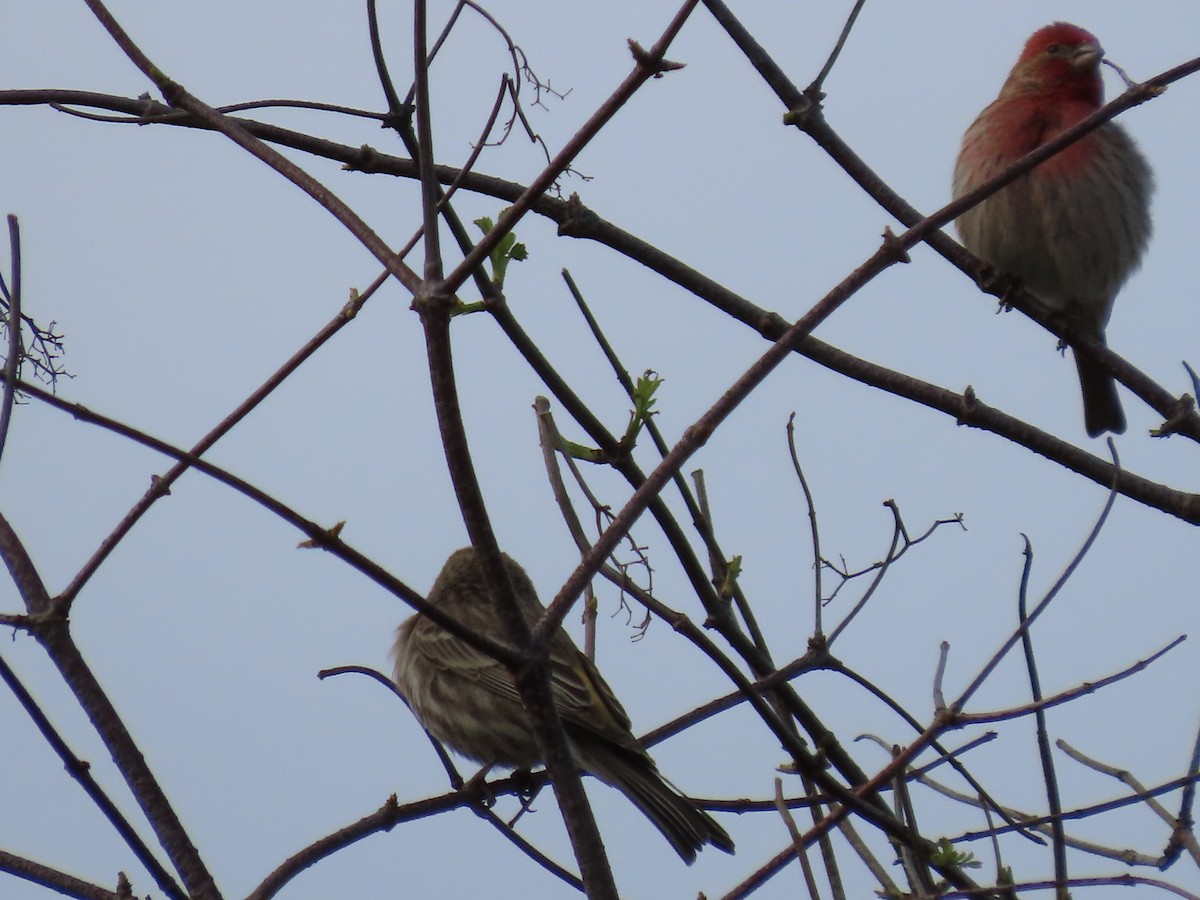 House Finch - ML614206356