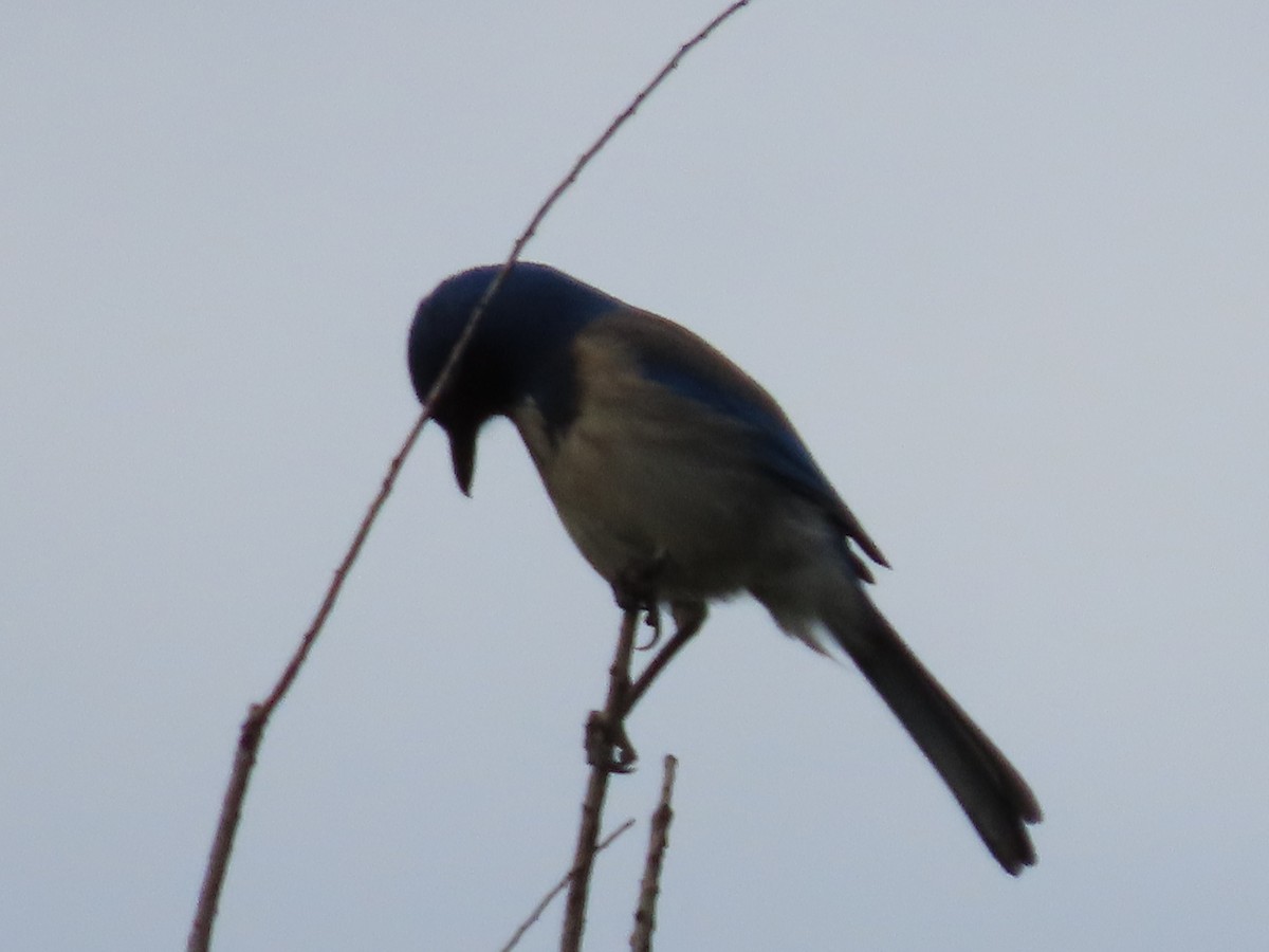 California Scrub-Jay - Martha Pallin