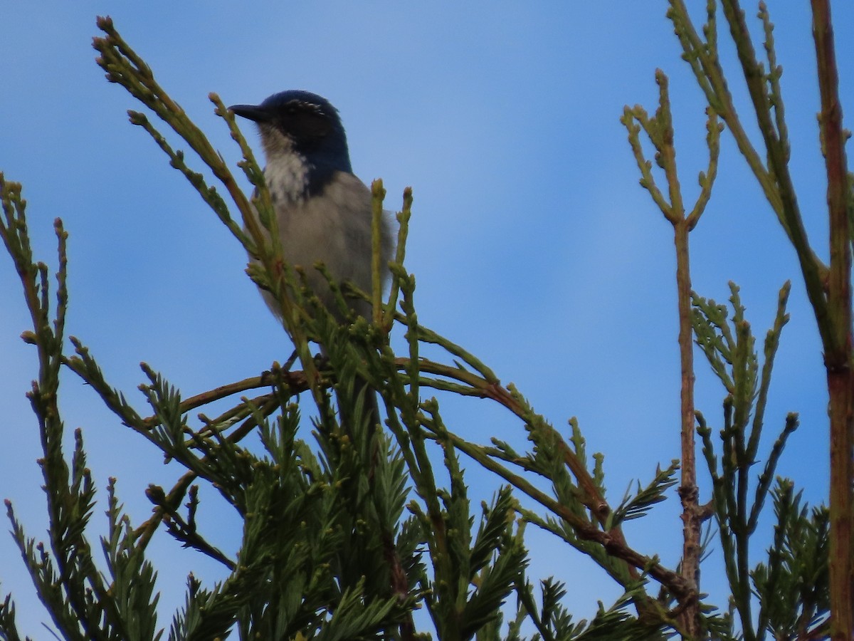 California Scrub-Jay - ML614206416