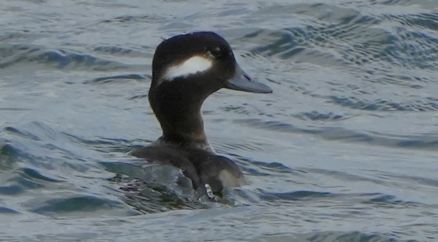 Bufflehead - Dave Bowman