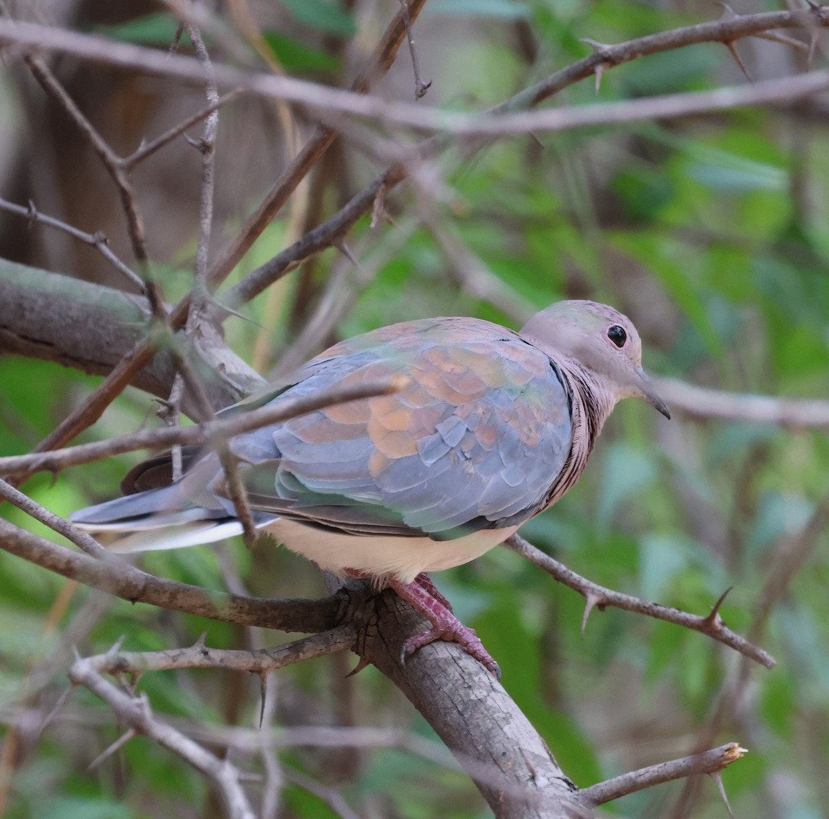 Tórtola Senegalesa - ML614206461