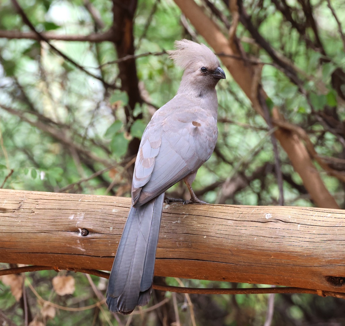 Gray Go-away-bird - Ken McKenna