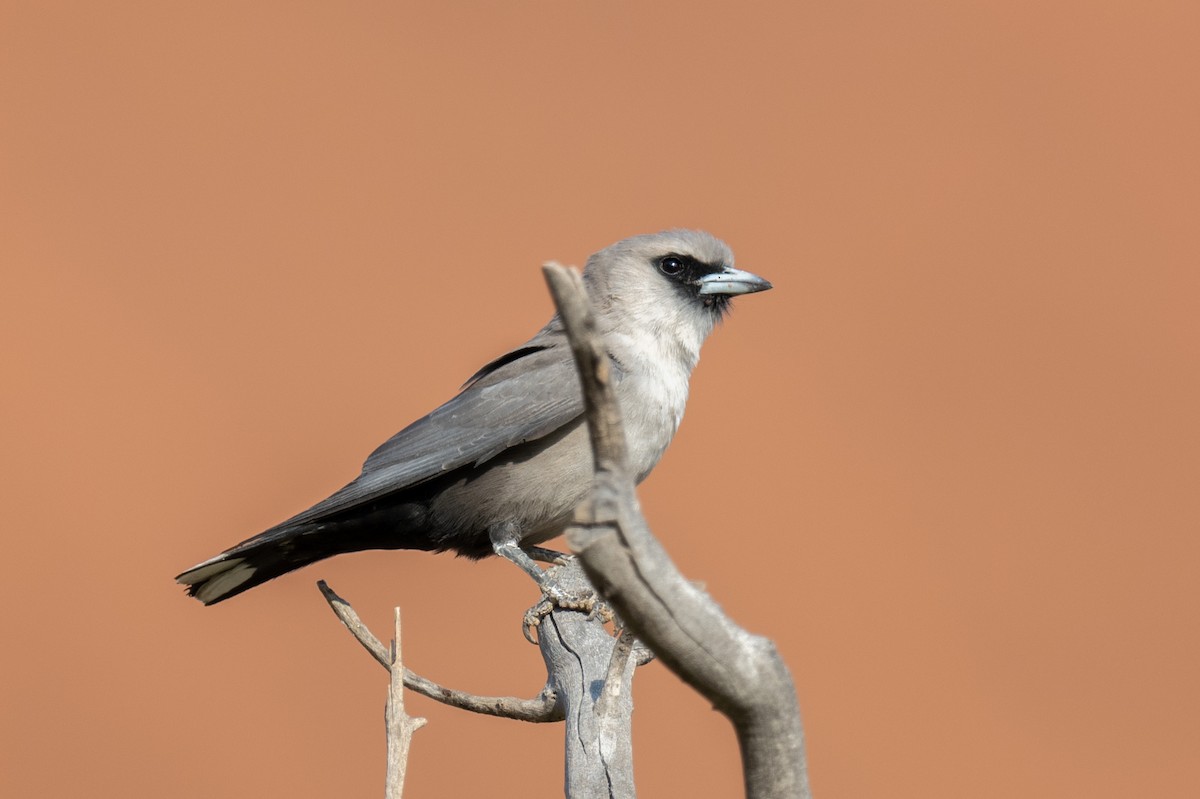 Black-faced Woodswallow - ML614206541