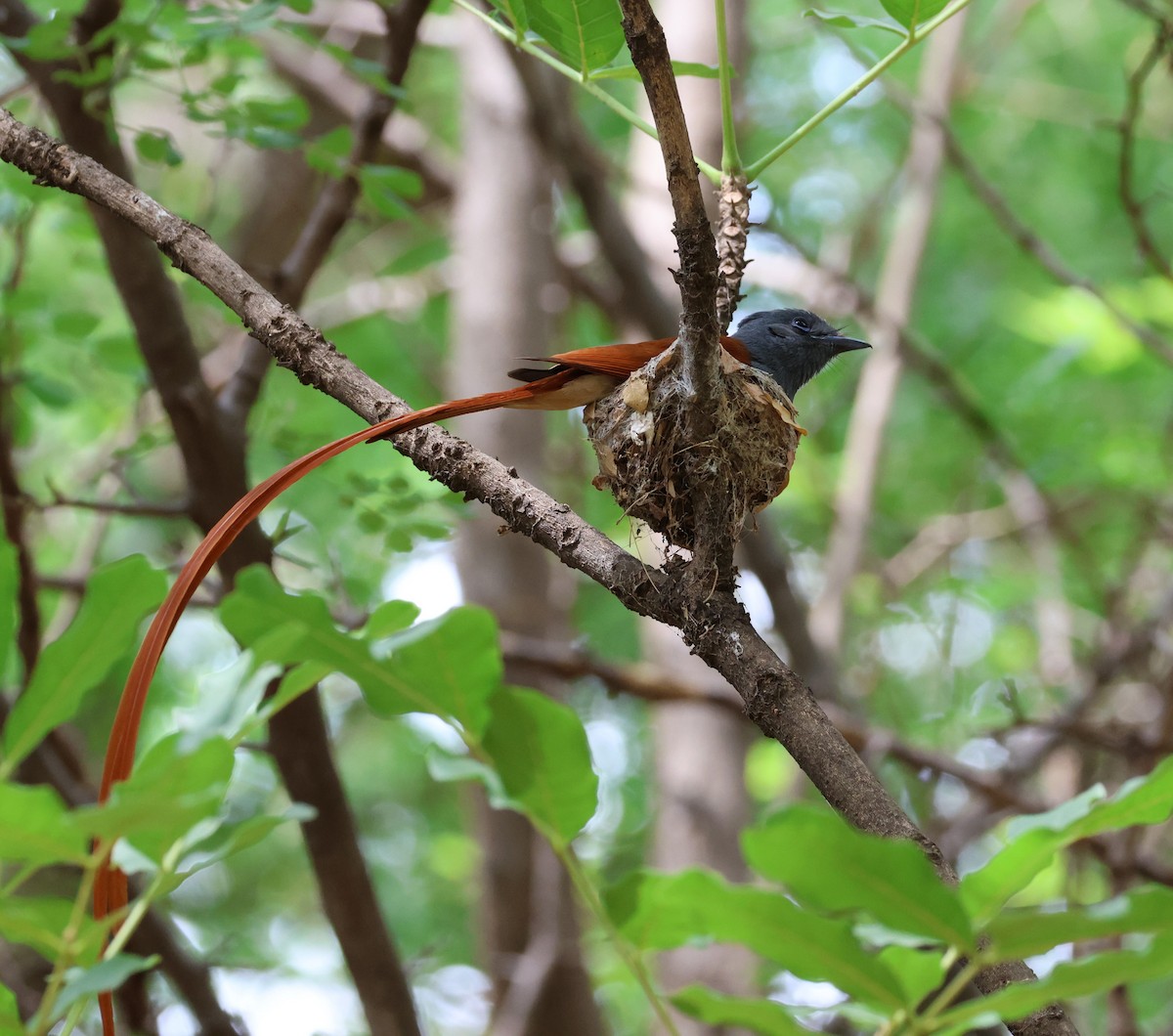 African Paradise-Flycatcher - ML614206563