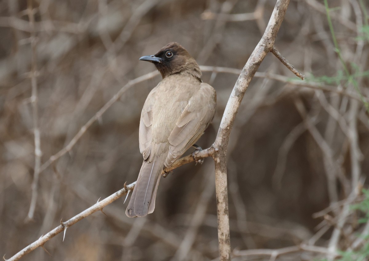 Common Bulbul - Ken McKenna